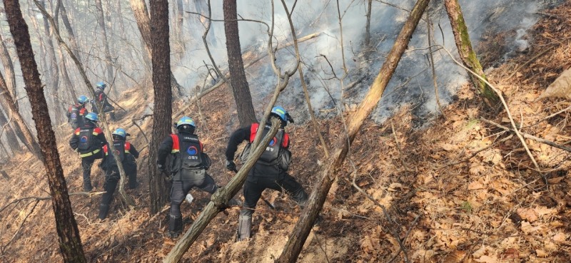(사진제공=산림청)