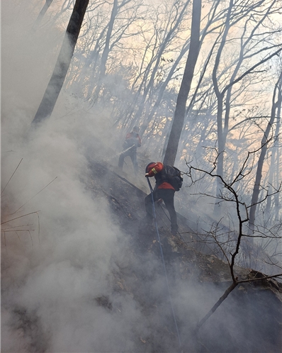 (사진제공=산림청)