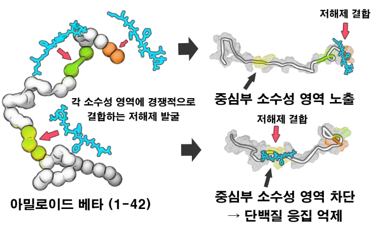 아밀로이드 베타(1-42) 단백질의 소수성 영역을 표적하는 저해제를 활용한 병원성 아밀로이드 응집체 형성 억제 방식. 사진=한국연구재단