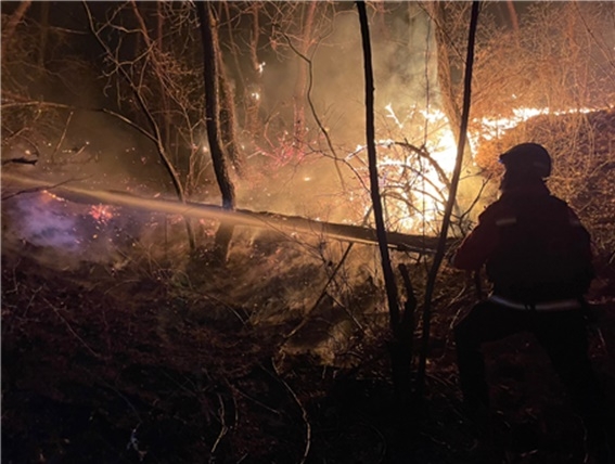 (사진제공=산림청)