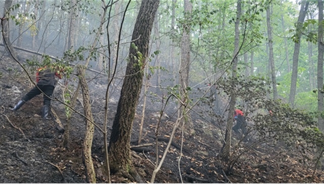 (사진제공=산림청)