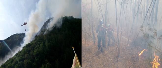 (사진제공=산림청)