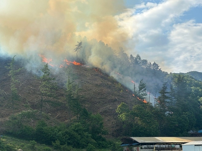 (사진제공=산림청)