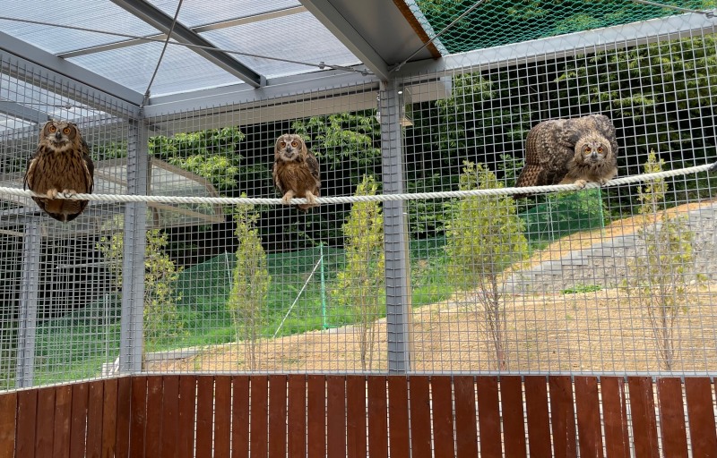 센터로 구조된 어린 수리부엉이