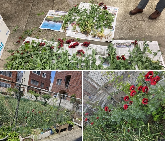 지난 5월 2일 부산 연제구 주택가 공터에서 양귀비 80주를 재배한 밀경사범 검거.(사진제공=부산경찰청)