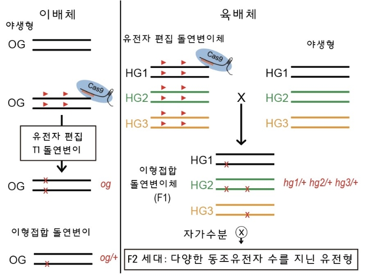 유전자 편집을 이용한 육배체 유전형 분리법. 사진=한국연구재단