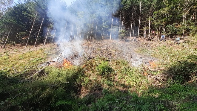 (사진제공=산림청)