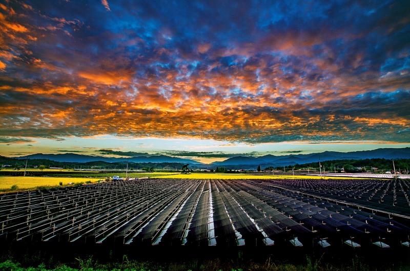 영주의 인삼밭.(사진=영주시)