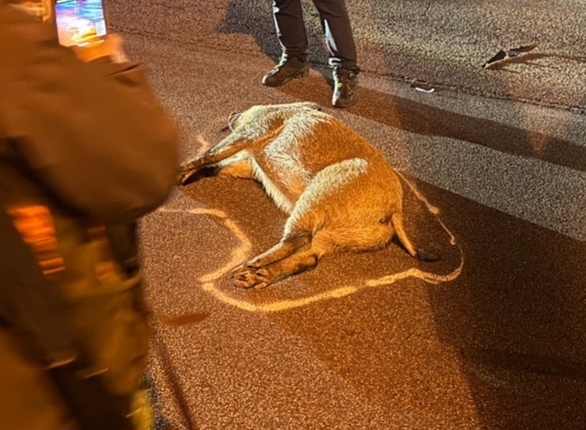 (사진제공=울산소방본부)