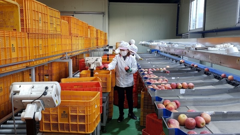 농협, 정부와 비정형과 사과 소비 활성화 추진