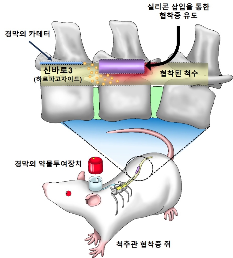 실험에 활용된 동물실험 모델. 사진=자생한방병원
