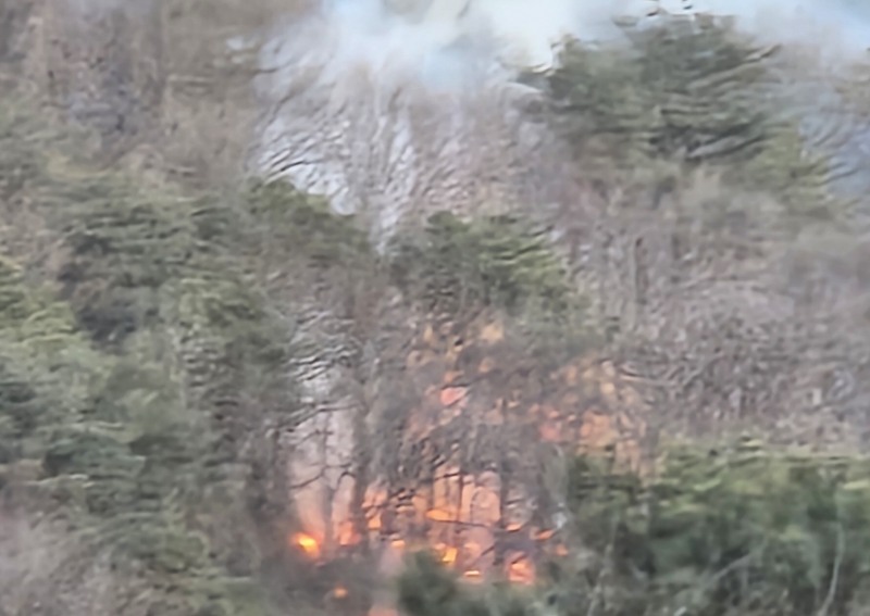 (사진제공= 산림청)