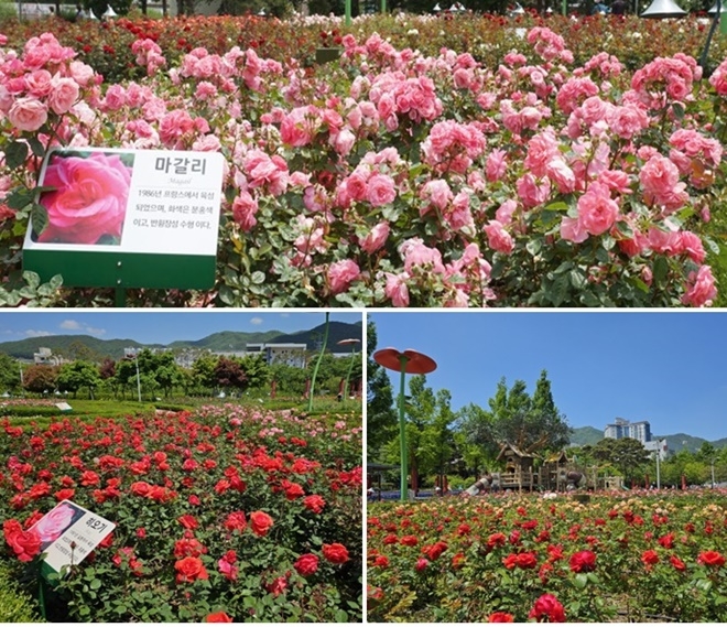 (사진제공=부산 기장군)