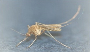 (제공=질병관리청)