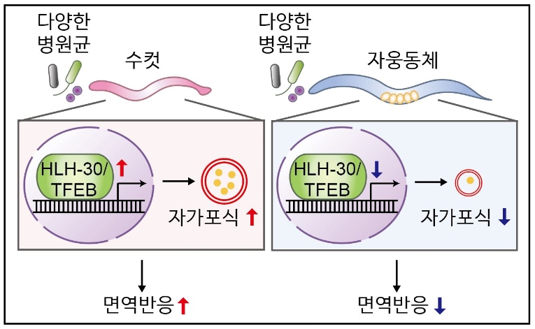 KAIST, 성별 간 면역력 차이와 원인 규명