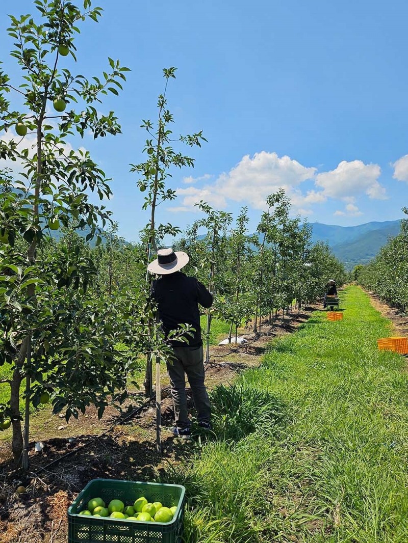 쿠팡, 햇사과 할인 판매