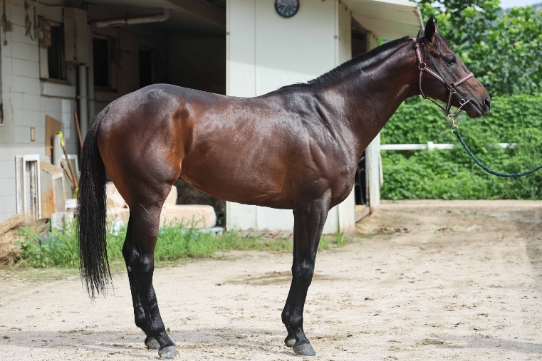 한국경마 7월 마지막 주 하이라이트 '1등급 1800m' 28일 대결