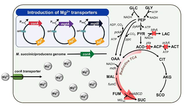 고효율 숙신산 생산을 위한 미생물 균주 개발. 사진=KAIST