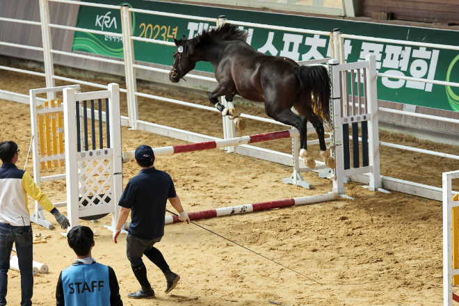 한국마사회, ‘2024년 Young Horse Cup 및 스포츠말 품평회 결승’ 개최