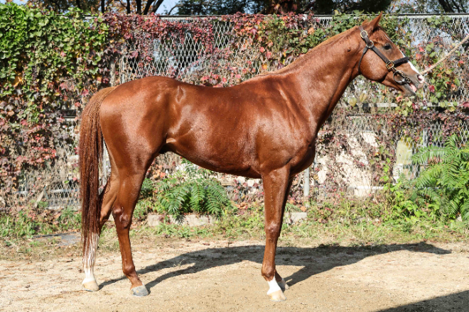 제13회 서울경제신문배 경주 오는 3일 서울경마공원서 개막