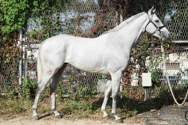 제13회 서울경제신문배 경주 오는 3일 서울경마공원서 개막