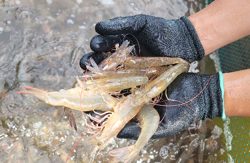 쿠팡 로켓프레시, ‘겨울 맛보기 수산대전’ 기획전 진행