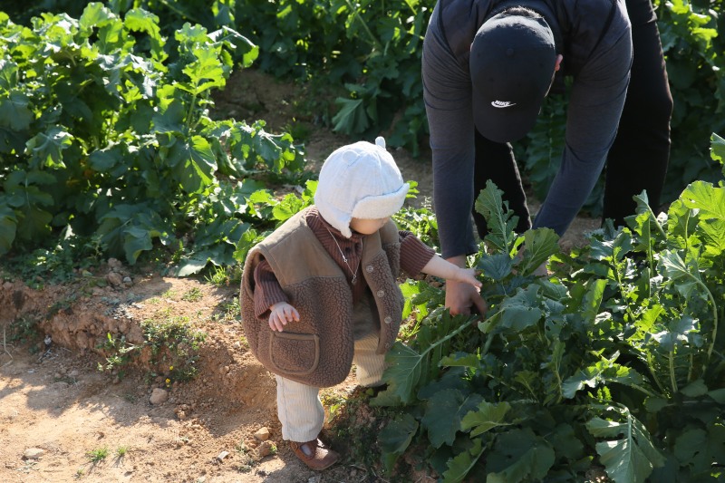 상하농원, 가을 김장체험 시작