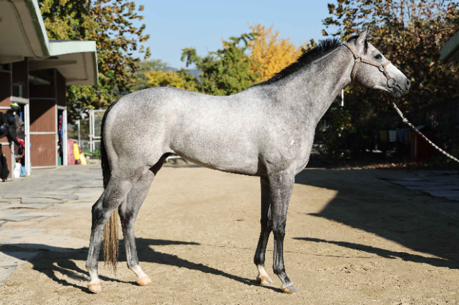 오는 10일 제13회 스포츠월드배 경주 개최