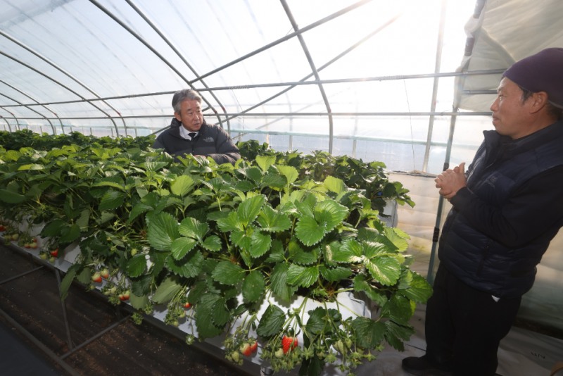 강호동 농협중앙회장이 17일 충남 논산시 소재 딸기 농가를 찾아 생육상황을 점검하고 농업인 애로사항을 청취하고 있다. 사진=농협중앙회