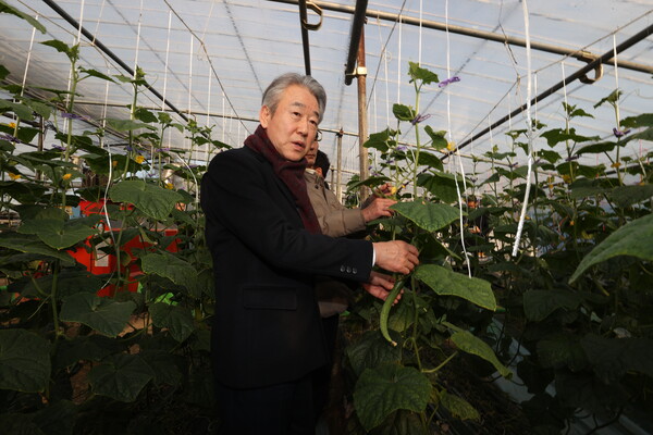 강호동 농협중앙회장, 전남 순천오이 농가 찾아 생육동향 점검