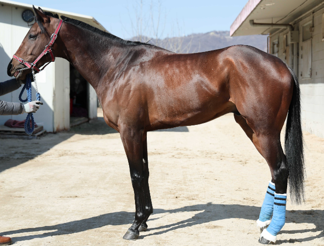 최강 3세마를 향한 첫 걸음...‘제38회 스포츠서울배’ 개최