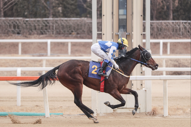 연승가도 내달리는 경주마 3인방...2025년 경주로 호령할 주인공은?