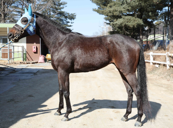 연승가도 내달리는 경주마 3인방...2025년 경주로 호령할 주인공은?
