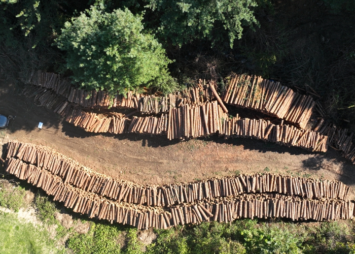 횡성군, 선도산림경영단지 평가‘전국 3위’올라