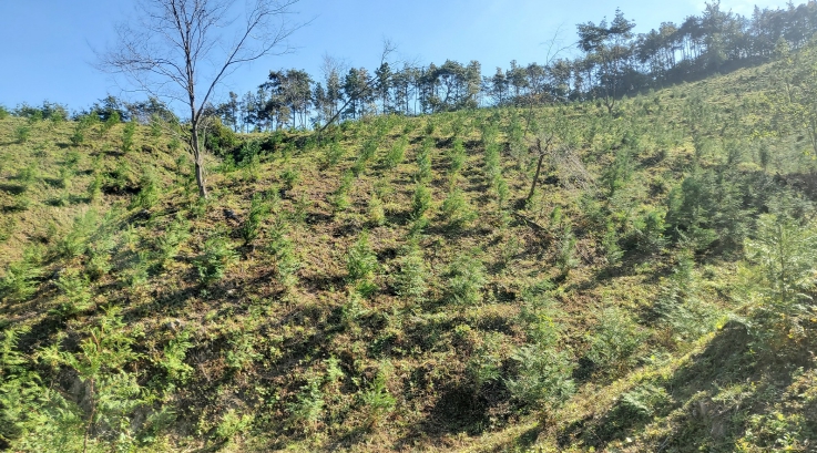 화순군 조림 사업 현장