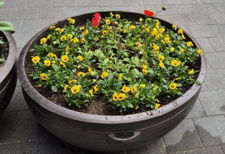 (구의제3동) 꽃거리 조성에 참여해 팬지를 심은 구남초등학교의 화단