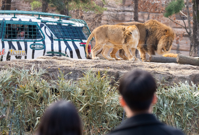 에버랜드, 봄맞이 신규 시설 리버 트레일·라이온즈 팝업 '화제'