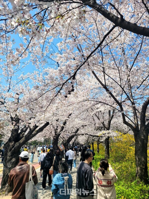 11일서울여의도윤중로에서벚꽃축제가열리고있다./사진=이설아기자