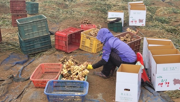 금산군, 생강‧씀바귀 재배 농가 유기농업 자재 지원