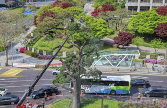 향나무 ‘천년향’ 세척 모습