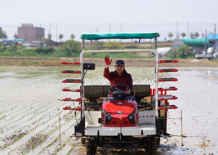 12일 해미면 저성리 173번지 일원에서 진행된 모내기 시연회