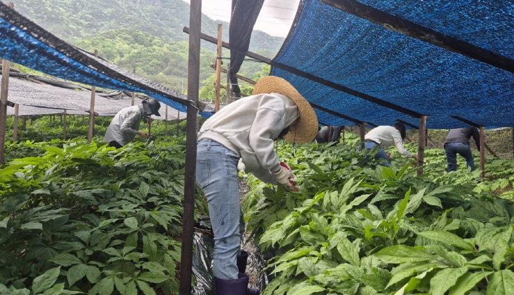 금산군청 농정과 일손돕기 모습