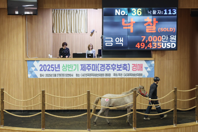 한국마사회 "2025년 첫 제주마 경매 최고가 7000만원 낙찰"