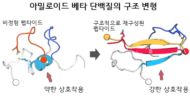 비정형 펩타이드의 구조적 재구성을 통한 아밀로이드 베타 단백질 결합 강화 및 단백질 응집 억제 효과 향상. 사진=한국연구재단