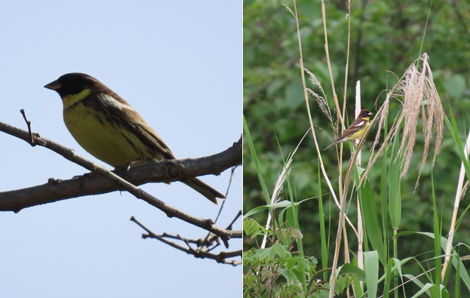 검은머리촉새.(촬영=울산 제일고 이승현).(제공=울산시)
