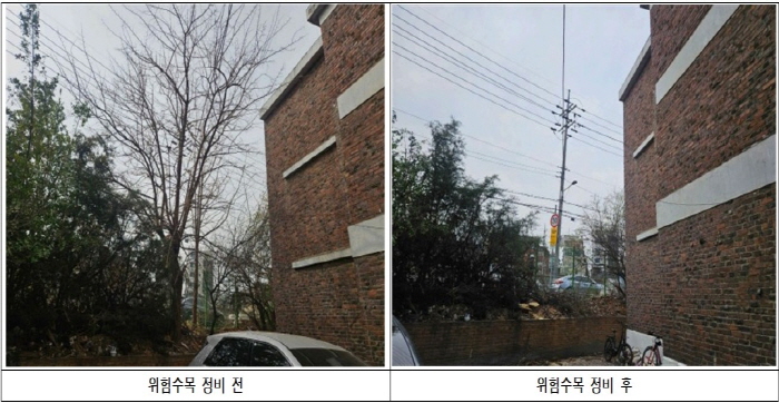 위험수목 정비 전후 모습