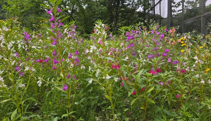 , 봉숭아 꽃물 들이기 가족 체험 7월 운영