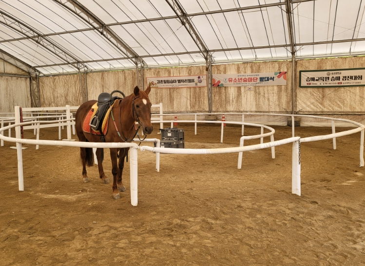 춘천시, 학생승마 체험 추가 모집