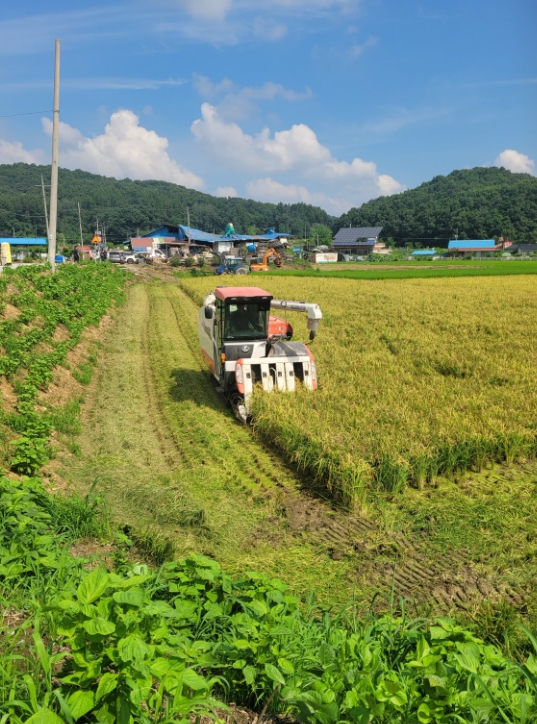 충주시, 올해 첫 벼 베기 실시