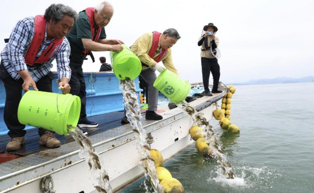 8일 천수만 인근 해역에서 진행된 조피볼락 긴급 방류 모습